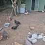 hatching eggs and chicks Image 4