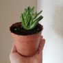 Plants - Succulents Image 3