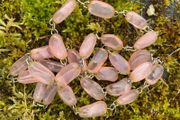 Vintage Pink Quartz Nugget Necklace
