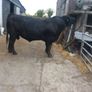 Angus Bull Image 7