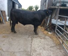 Angus Bull