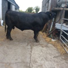 Angus Bull