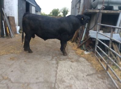 Angus Bull