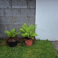 2 outdoor ferns
