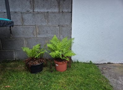 2 outdoor ferns