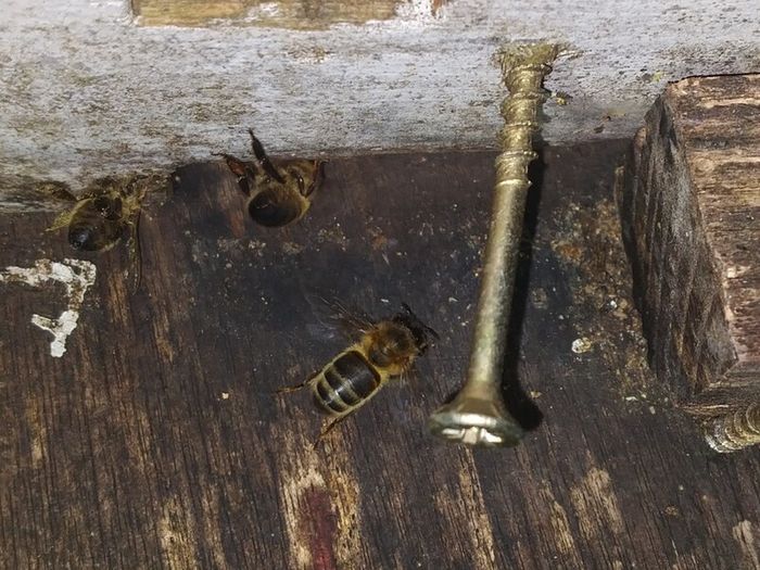 Beehive with bees in Kilkenny