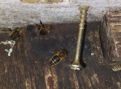 Beehive with bees