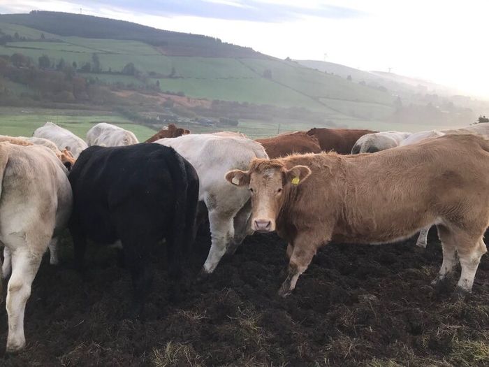 Cattle