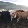 Cattle Image 3