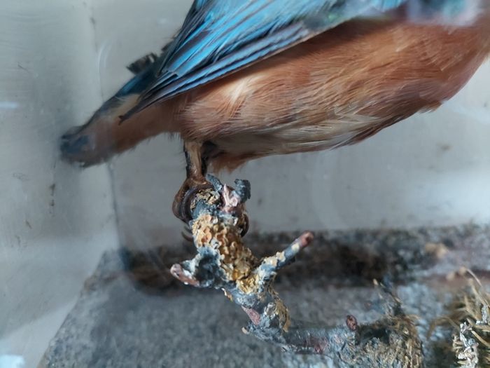Antique taxidermy Kingfisher in wooden case with a glass front