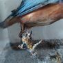 Antique taxidermy Kingfisher in wooden case with a glass front Image 9