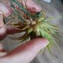 Tillandsia Air Plants Image 5
