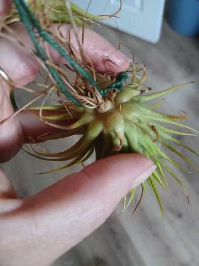 Tillandsia Air Plants