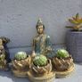 indoor plant Image 3