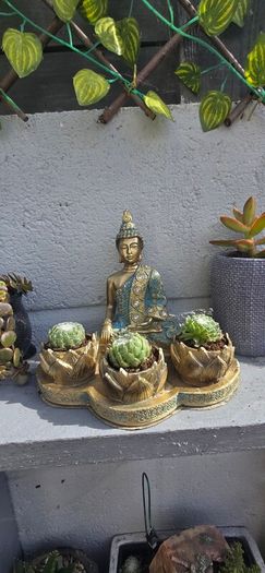 indoor plant