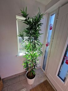 plant