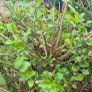 Salvia hit lips bush Image 2