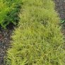 Grasses, Carex Evergold Plants Image 2
