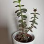 jade plant Image 2