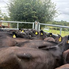 27 smashing Angus heifers