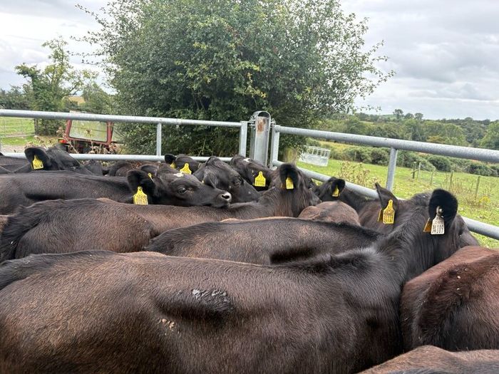 35 smashing  Angus heifers