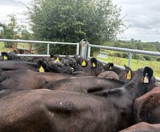 35 smashing  Angus heifers
