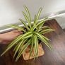 Spider plant house plant Image 2