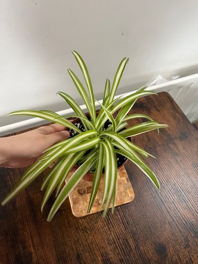Spider plant house plant