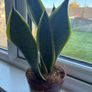 Snake Plant (Sansevieria) Image 5