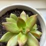 Plant Image 4