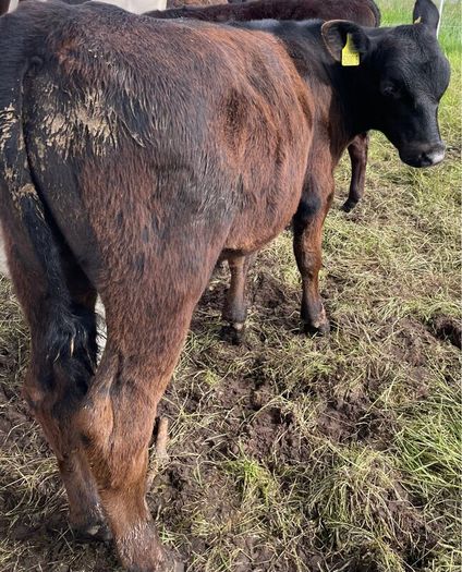 10 smashing AA bull weanlings