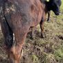 10 smashing AA bull weanlings Image 6