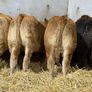 Top End Limousin Calves Image 2