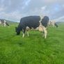 Milking cows Image 6