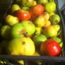 Cooking Apples Image 4
