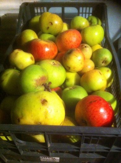 Cooking Apples