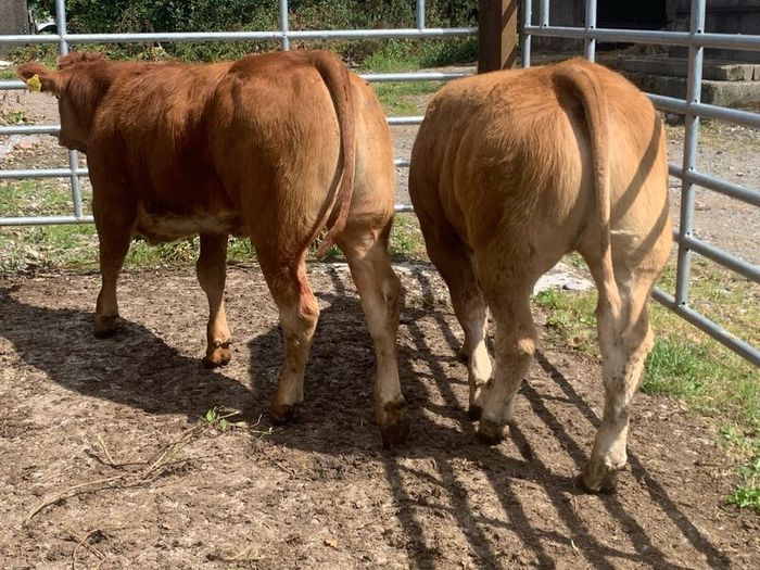 2 super cow makers