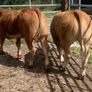 2 super cow makers Image 5