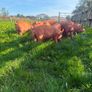 Tamworth weaners Image 2