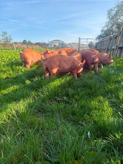Tamworth weaners