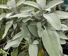 plants