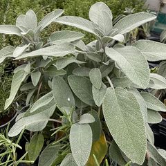 plants