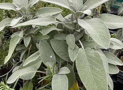 plants