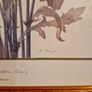 1980's Crepis Rubra framed picture Image 6