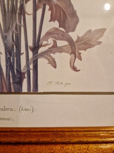 1980's Crepis Rubra framed picture