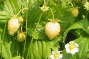 (S) Alpine Strawberry Yellow Wonder seeds 0.1g (220373)