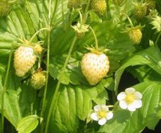 (S) Alpine Strawberry Yellow Wonder seeds 0.1g (220373)