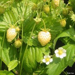 (S) Alpine Strawberry Yellow Wonder seeds 0.1g (220373)