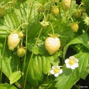 (S) Alpine Strawberry Yellow Wonder seeds 0.1g (220373)
