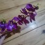 orchid flower Image 2
